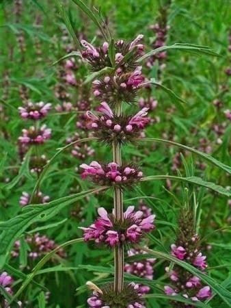 Piante & sementi: Leonurus sibiricus MARIJUANILLA  25g – Nuovo (secondo la descrizione) da Bremblens venduto da FIBONACCI369 1