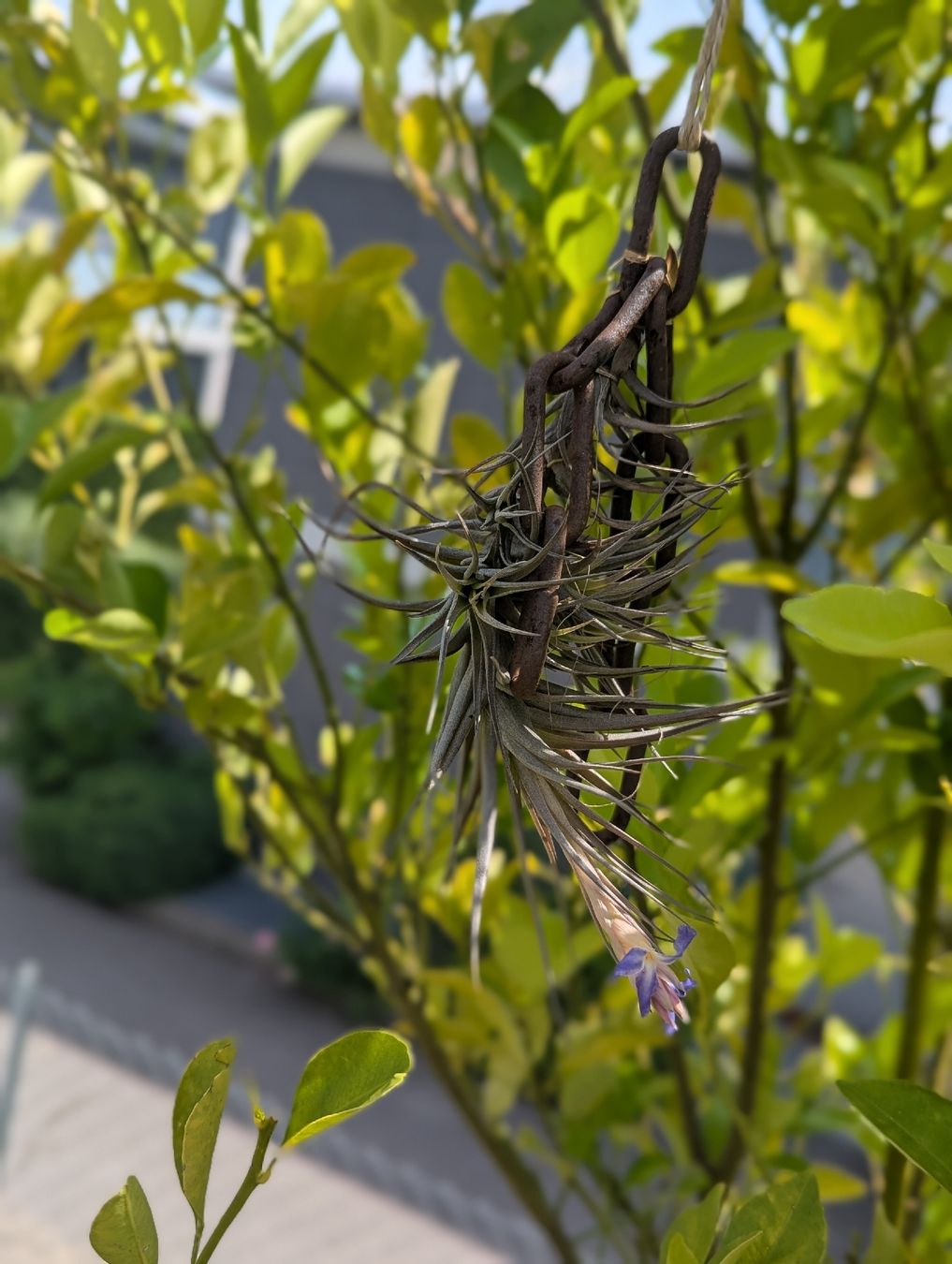 Pflanzen & Samen: Tillandsia bergerii  – Gebraucht aus Comano von che_8lc2 2