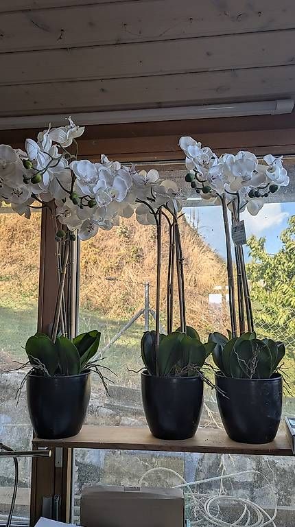 Piante & sementi: Orchidées artificielles – Nuovo e nell'imballaggio originale da Provence venduto da tokoclo 1