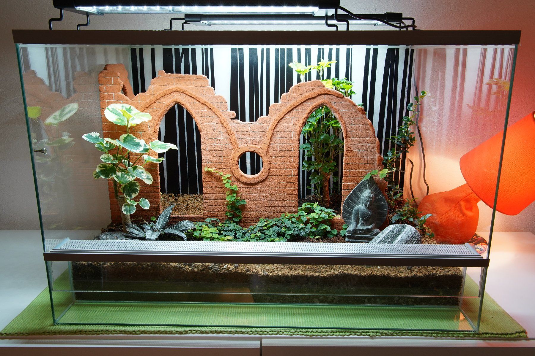 Terrarium: Terrarium – Gebraucht aus Wil SG von froschbiss