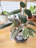 Ficus elastica  Composition de 4 plantes