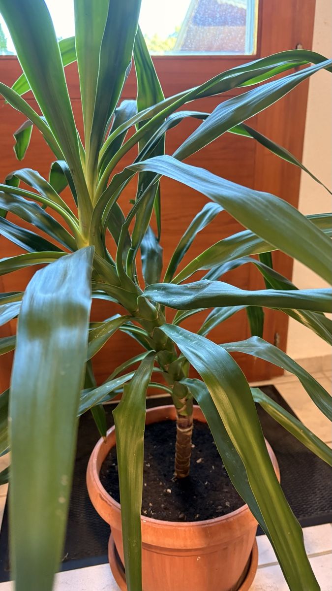 Plantes & graines: Yucca Palme im Topf mit Untersetzer – Neuf (Voir description) à Basel par ann_7w6q 2