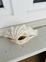 Muscheln