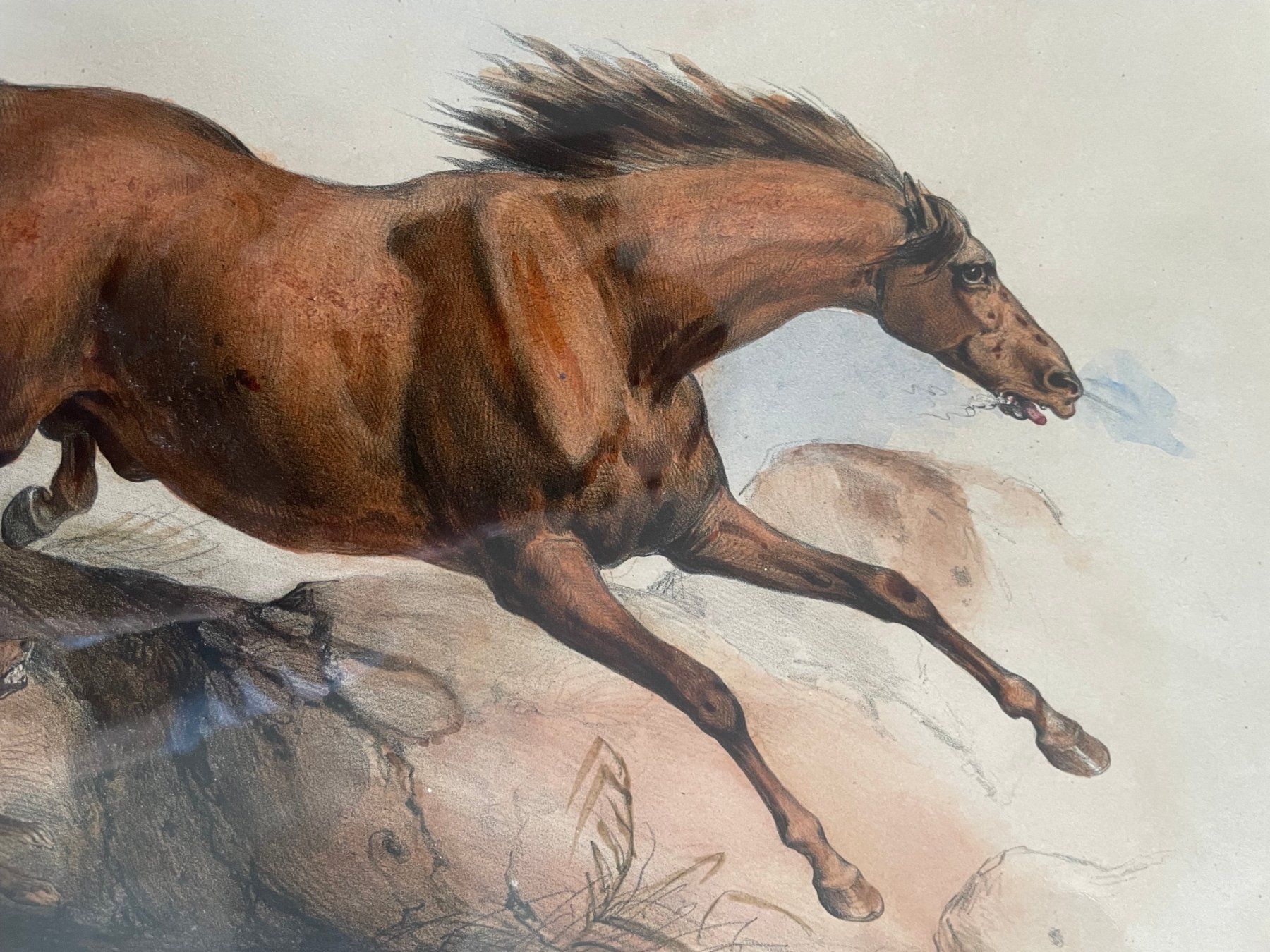 Incisioni: Cheval effrayé - Druckgrafik, Stich, Lithografie – Usato da Bern venduto da curtius01 2
