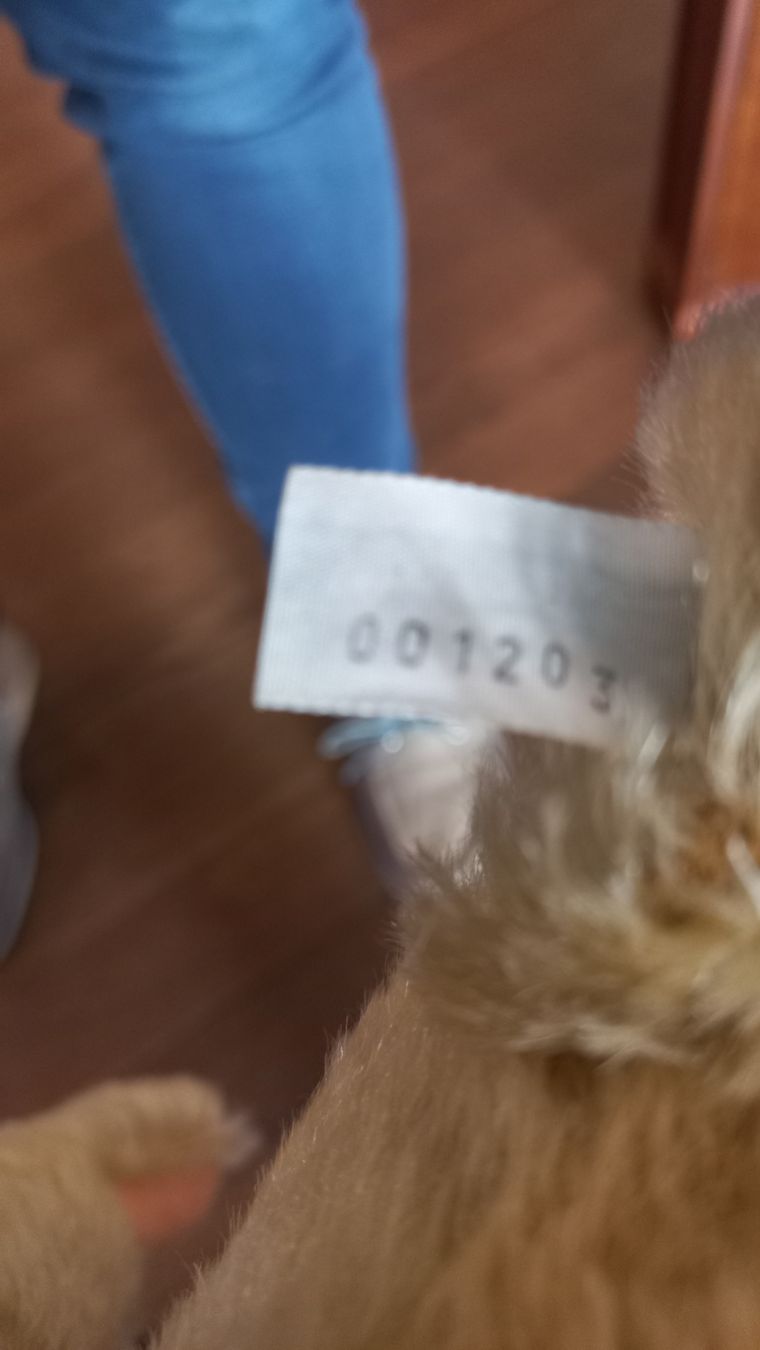 Steiff Spielzeuge: Teddybär Steiff – Neu (gemäss Beschreibung) aus Menziken von ursimat 3