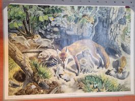 Schulwandbild Fuchs Familie - Aquarell mit Begleitheft