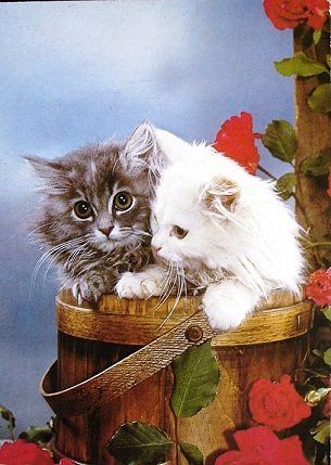 Cartes postales: KATZEN – D'occasion à Jona par philajona