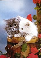 KATZEN