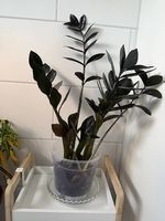 Zamioculcas Zamiifolia Raven Black ZZ