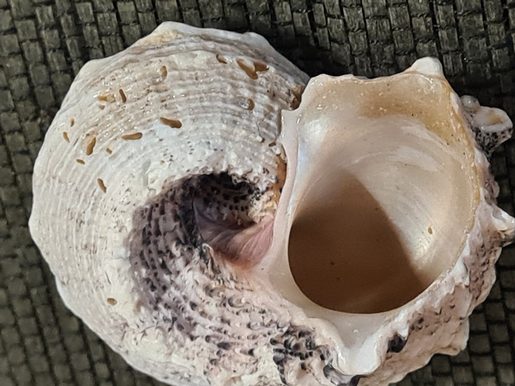 Fossilien: Schnecken- Muschel, ca L 5.5 cm – Gebraucht aus Amriswil von kleindeko 1