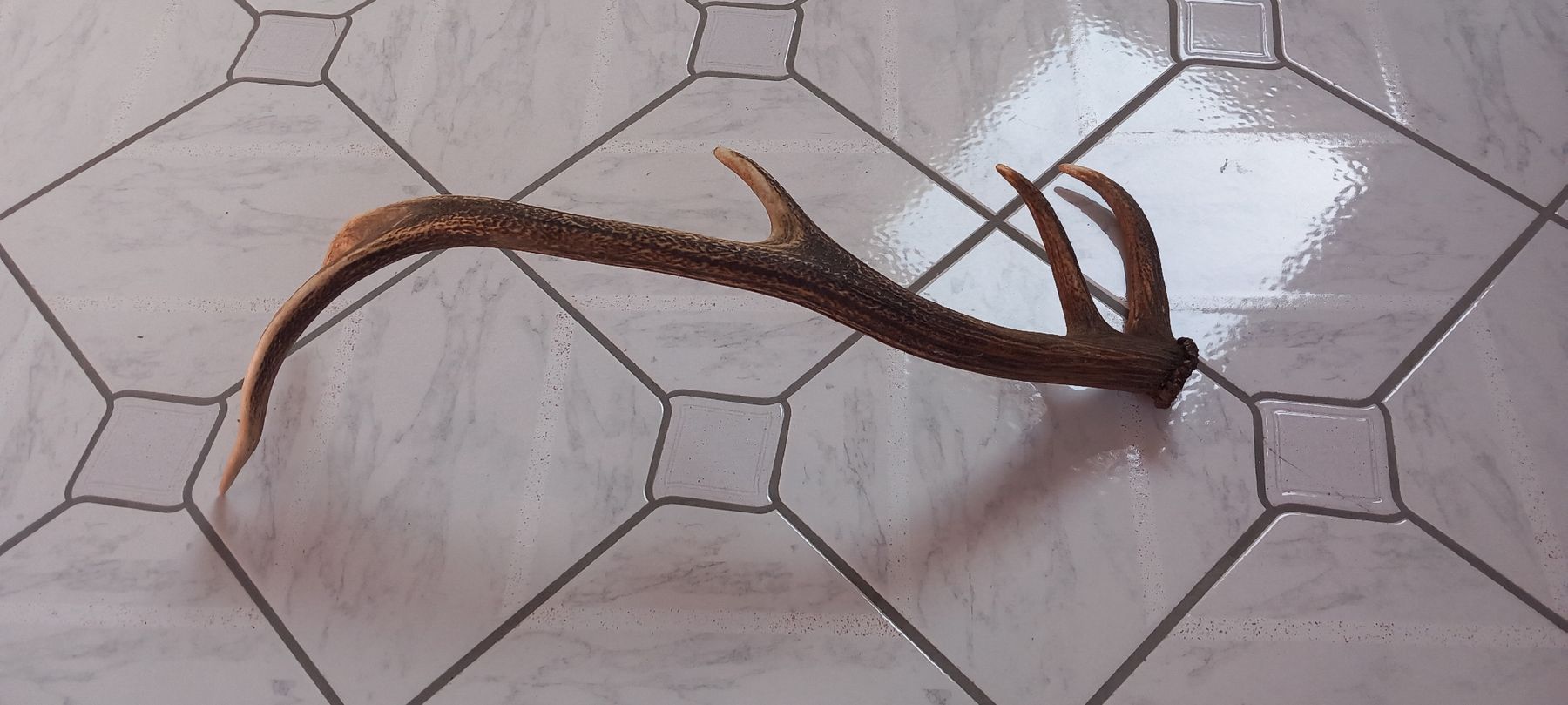 Il mondo degli animali: Mächtige Stange vom Hirsch – Usato da Buttikon SZ venduto da MH1976