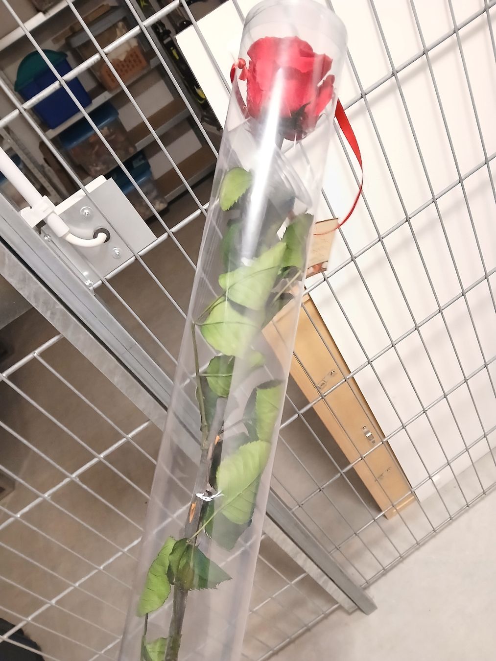Tutte le decorazioni: Echte rote Rose, Longlife – Nuovo (secondo la descrizione) da Niederrohrdorf venduto da Sabrina1041