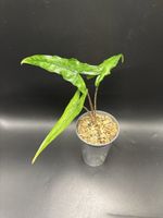 Alocasia Sabrina Narrow (1-10)