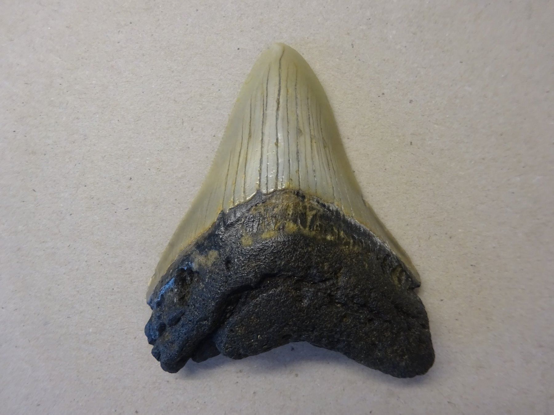 Fossili: Prähistorischer Haifischzahn – Usato da Esslingen venduto da eintagammeer