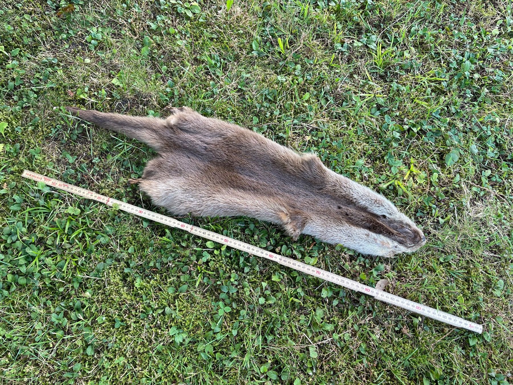 Il mondo degli animali: wunderschönes Fischotterfell – Usato da Feldbach venduto da Olive1 8