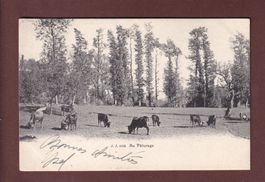 VACHES au pâturage - 1903