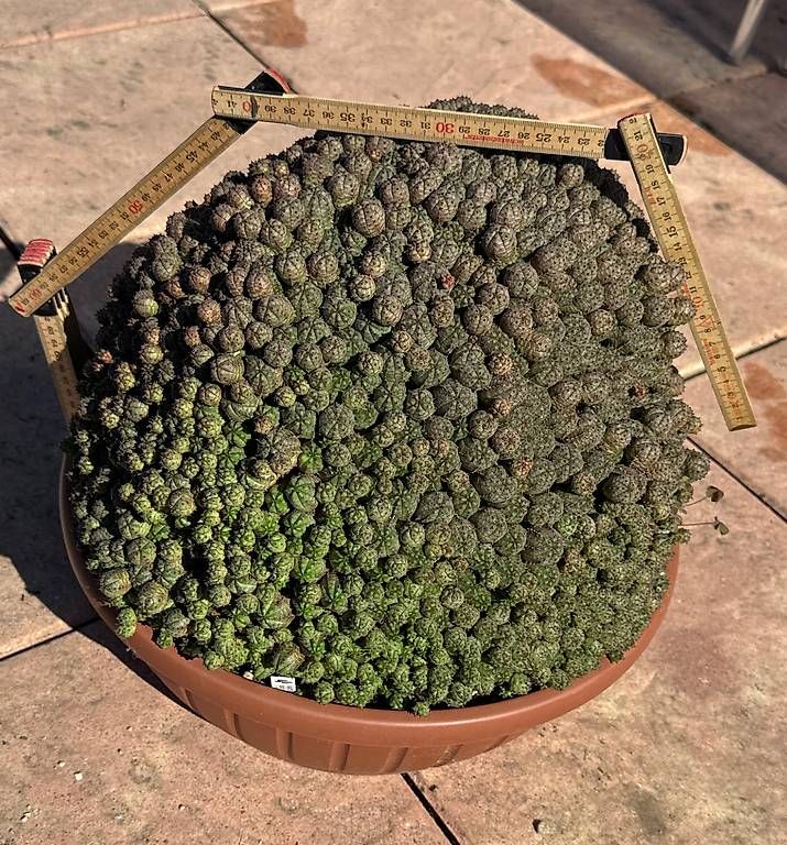 Plantes & graines: Sukkulente  – D'occasion à Lyssach par Kaktushubi 1