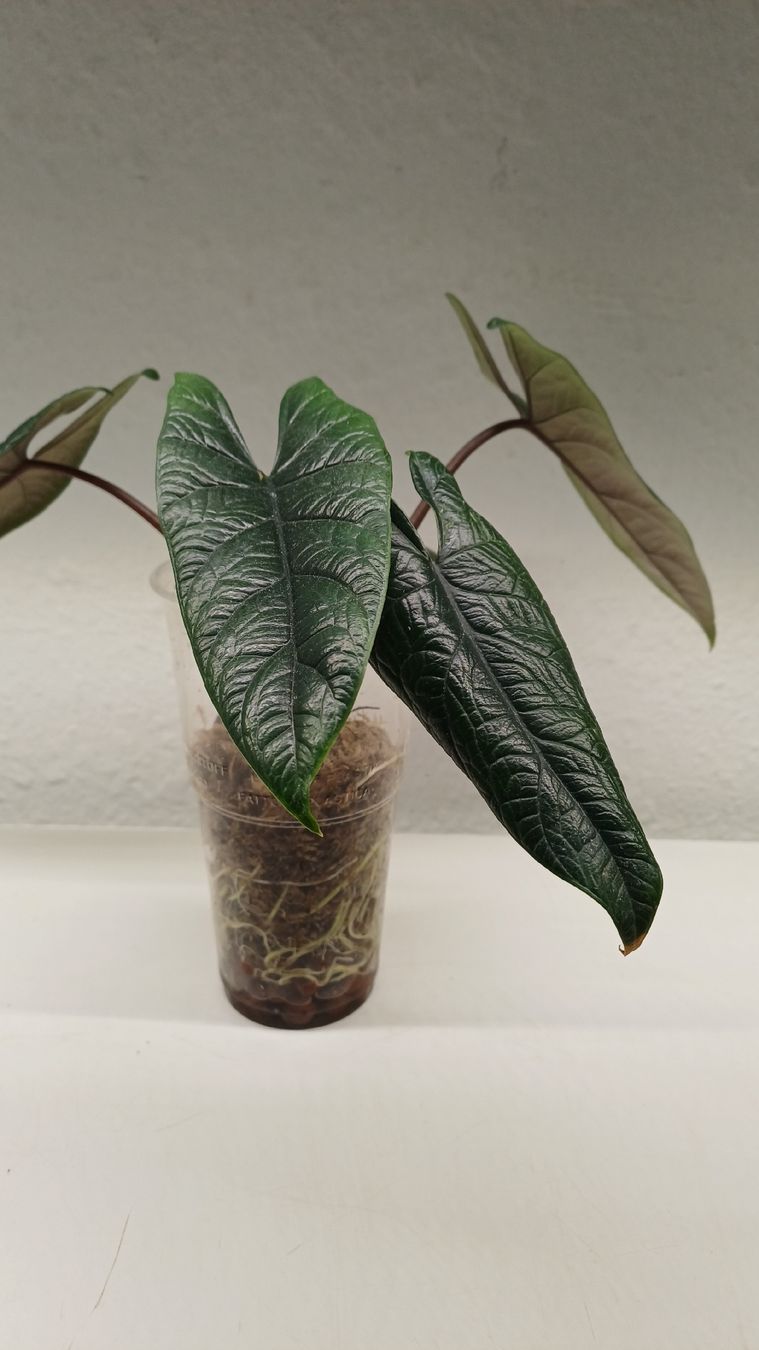 Plantes & graines: Alocasia scalprum – D'occasion à Bern par uwi_8t7x