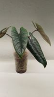 Alocasia scalprum