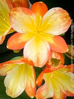 Clivia Miniata – selten pastellorange blühend