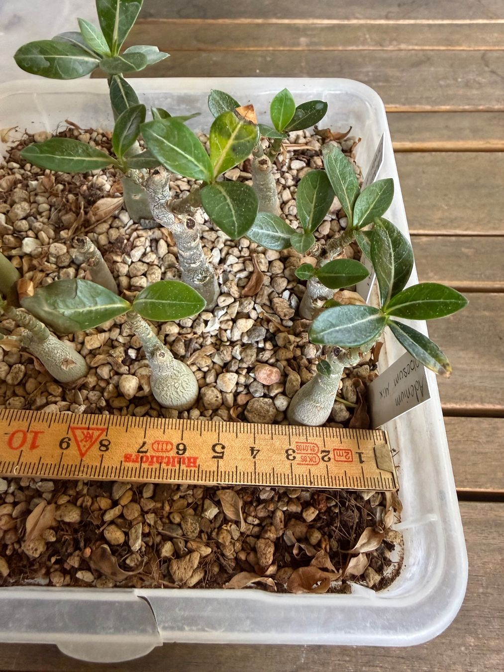 Piante & sementi: Adenium obesum Mix – Usato da Rorbas venduto da SimS0n 3