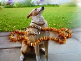 Hundekette - Pfuffi präsentiert eine Bernsteinkette/Amber