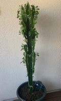 ⭕ Schöne Euphorbia Kaktee🌵 Zimmerpflanze 👍🏼 0767-742642