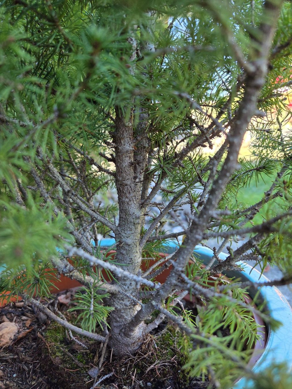 Piante & sementi: Zuckerhutfichte - Picea Glauca Conica – Usato da Grosshöchstetten venduto da Dirue 2