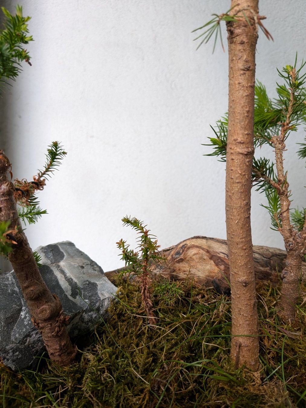Piante & sementi: Bonsai-Wald – Usato da Bern venduto da Hydrom 3