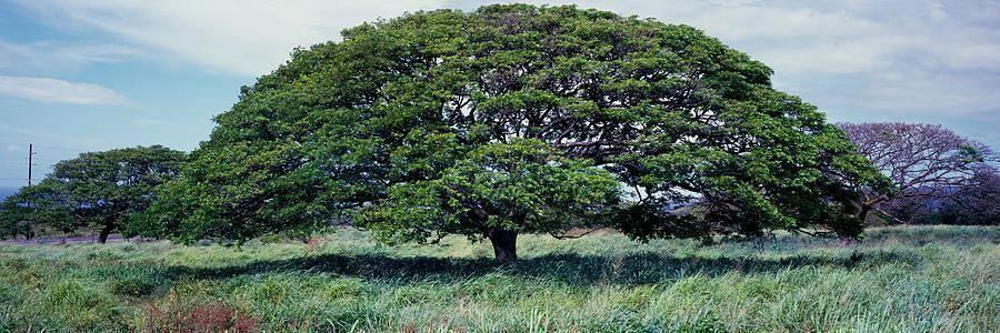 Piante & sementi: Arbre à pluie saman RARE 20g – Nuovo (secondo la descrizione) da Bremblens venduto da FIBONACCI369 2