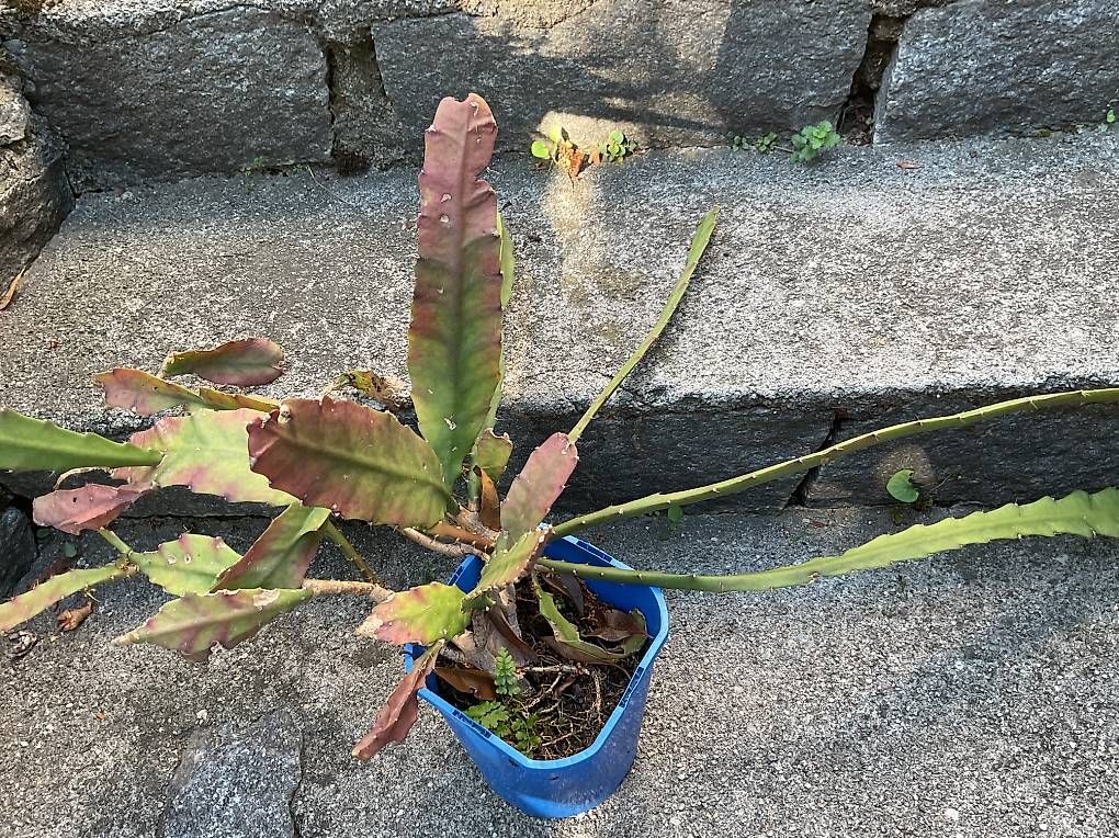 Piante & sementi: Pianta grassa – Nuovo e nell'imballaggio originale da Gudo venduto da ele_7h2r 1