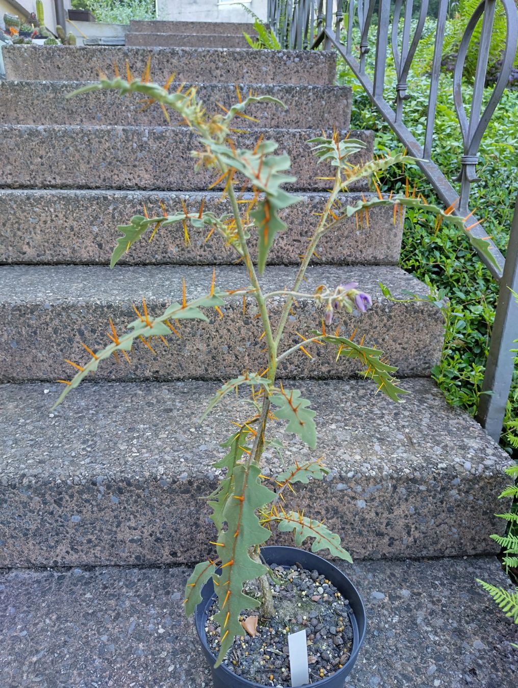 Piante & sementi: Solanum pyracanthum, Nachtschattengewächs, aus Madagaskar – Nuovo (secondo la descrizione) da Mühlethal venduto da spacebird 6