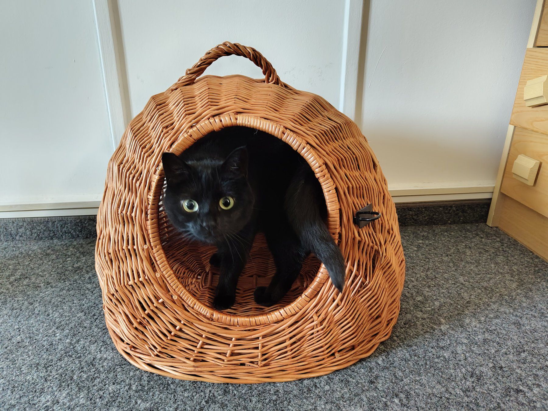 Cucce & Letti: Transportkorb für Katzen – Usato da Steinen venduto da aislynn