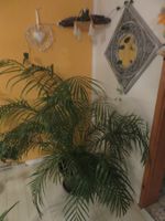 Pflanzen🤩Zimmerpflanzen  Fächer Palme 🌴