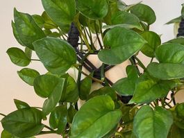Epipremnum Global Green