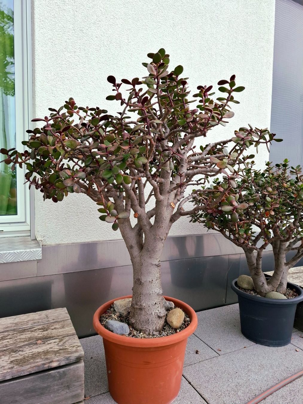 Pflanzen & Samen: Crassula Ovata, Geldbaum, Talerbaum – Gebraucht aus Bennau von Hhampi 1