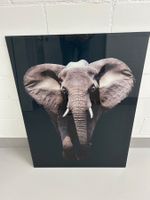 Glas Bild Elefant
