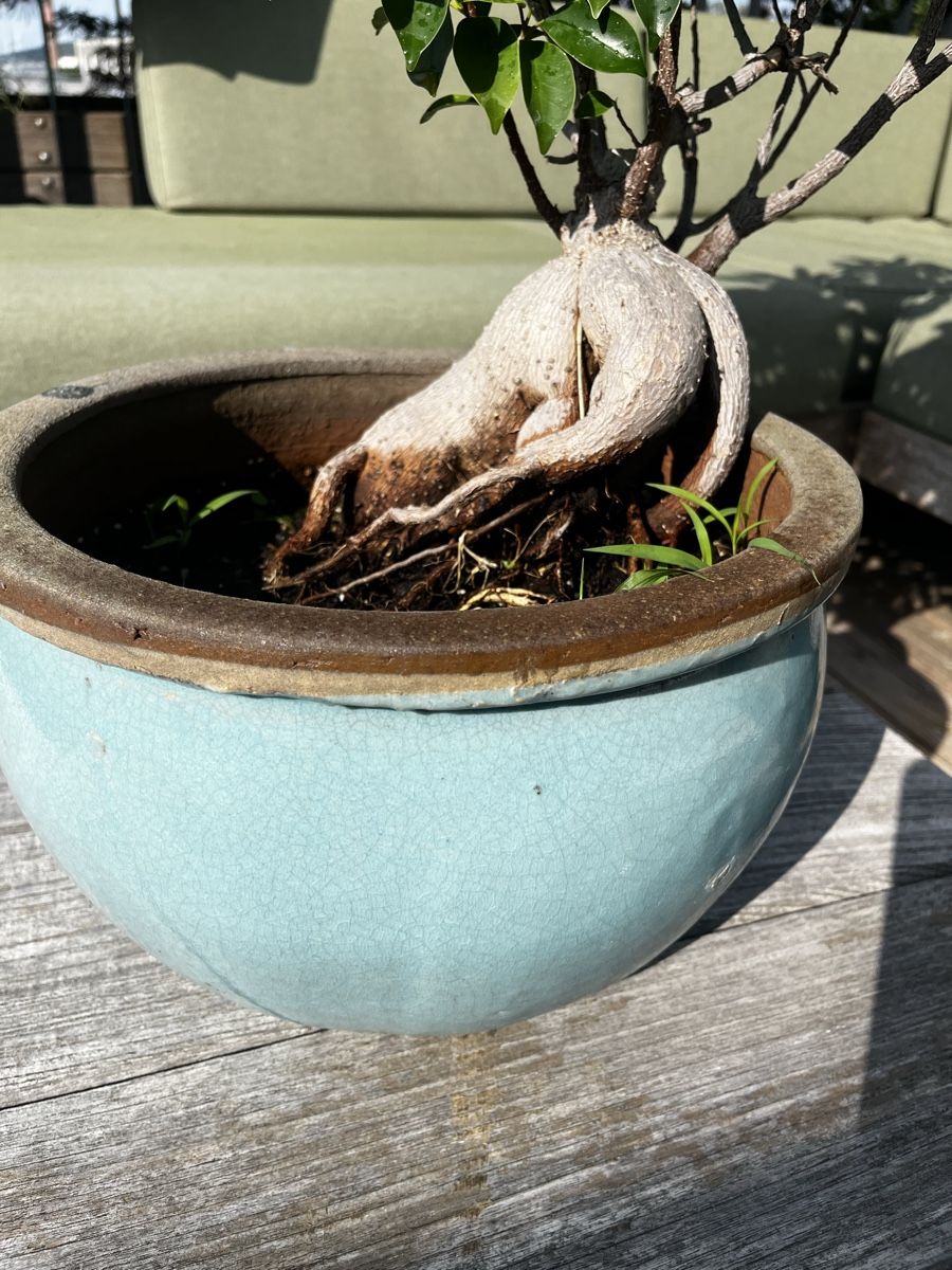 Piante & sementi: Wunderschöner Ficus im Steinguttopf – Usato da Zürich venduto da Nat_Ascha 4