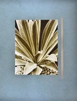 Fotografie Albert Renger-Patzsch, Euphor