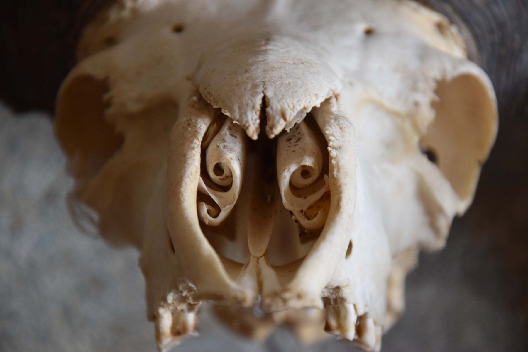 Il mondo degli animali: Crane de Mouflon médaillé d'Or 93/92cm – Nuovo (secondo la descrizione) da Vaulion venduto da sambigben 3