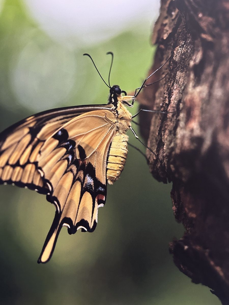 Foto & Immagini: Schmetterling Leinwandbild 70x50cm – Nuovo e nell'imballaggio originale da Aarburg venduto da Tonija 1