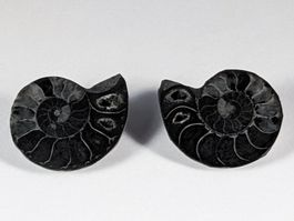 Schwarzes Ammonit Fossilien Paar 22mm