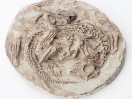 Zwei aussergewöhnliche Psittacosaurus sp. Jungtiere