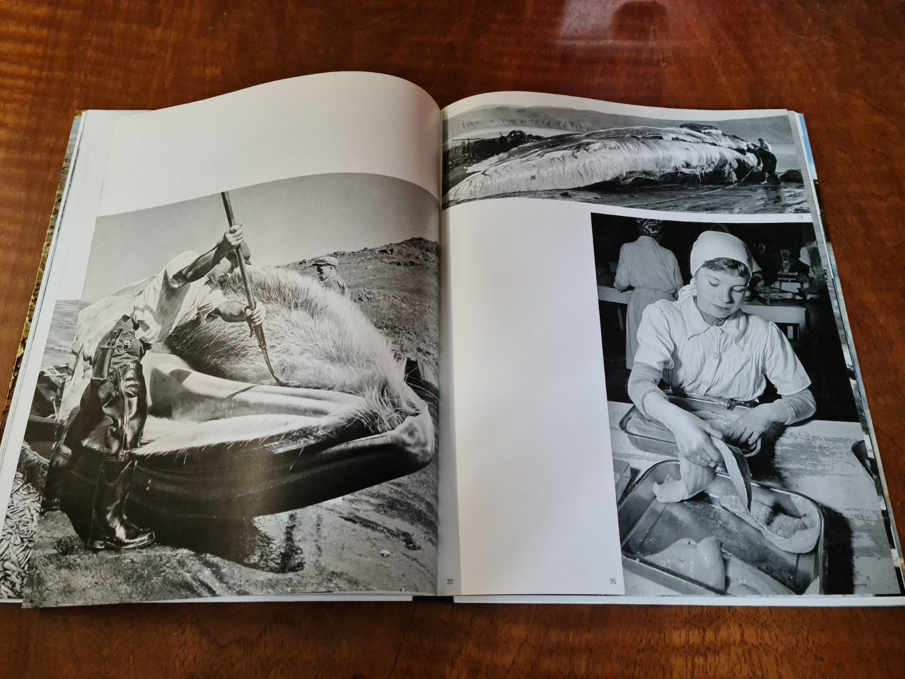 Libri: ISLAND Insel aus Feuer und Eis – Usato da Erstfeld venduto da Uhu1980 2