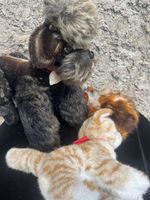Steiff Tiere Samt Hund Katze Meerschweinchen 3er Set guter Z