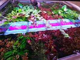 Aquarium Pflanzen XXL Paket