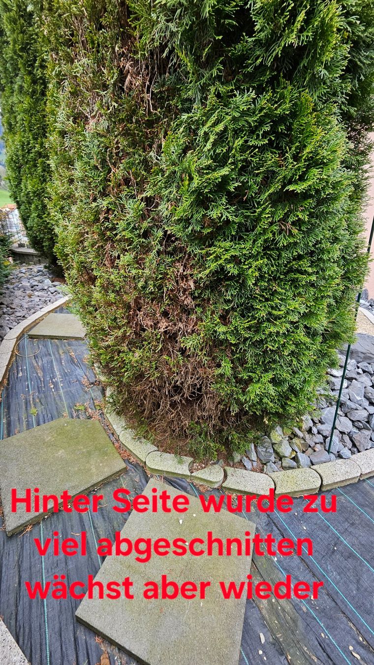 wisteria kentucky Blue Moon Wisteria for Sale main image 1