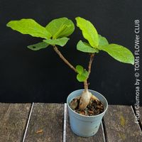 Ficus Glumosa - seltener Afrikanischer Feigenbaum