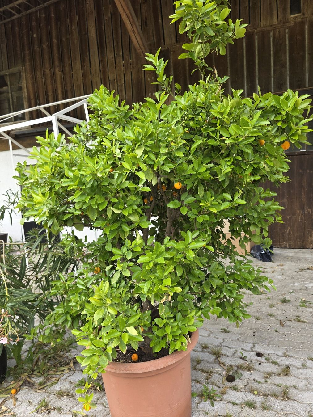 Pflanzen & Samen: Calamondin Pflanze / Baum – Neu (gemäss Beschreibung) aus Uster von Cruleye 2