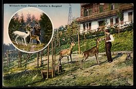 AK Burgdorf, Wildpark-Hotel Pension Rothöhe, Jäger mit Wild